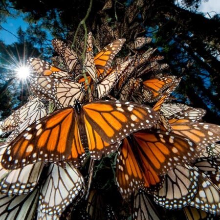 Madagaskaras-drugeliai-new